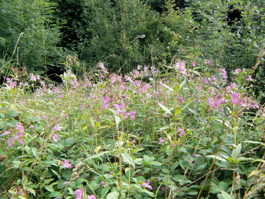 Himalayan Balsam Himalayan Balsam